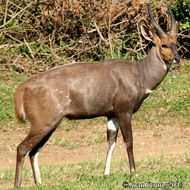 Image of Bushbuck