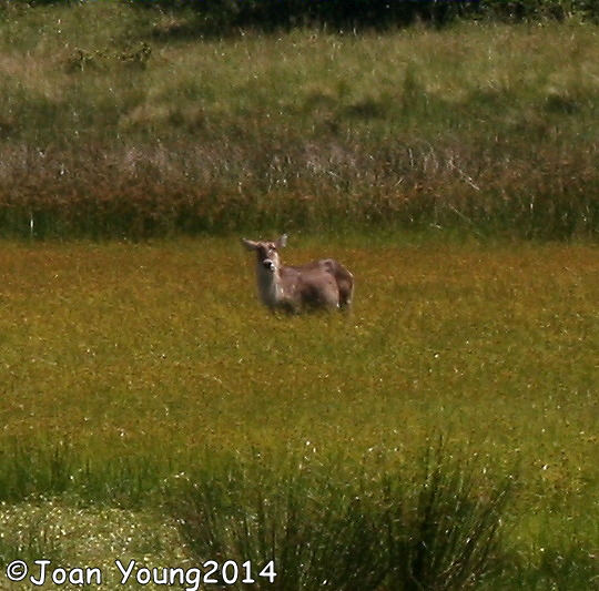 Image of Ellipsen Waterbuck