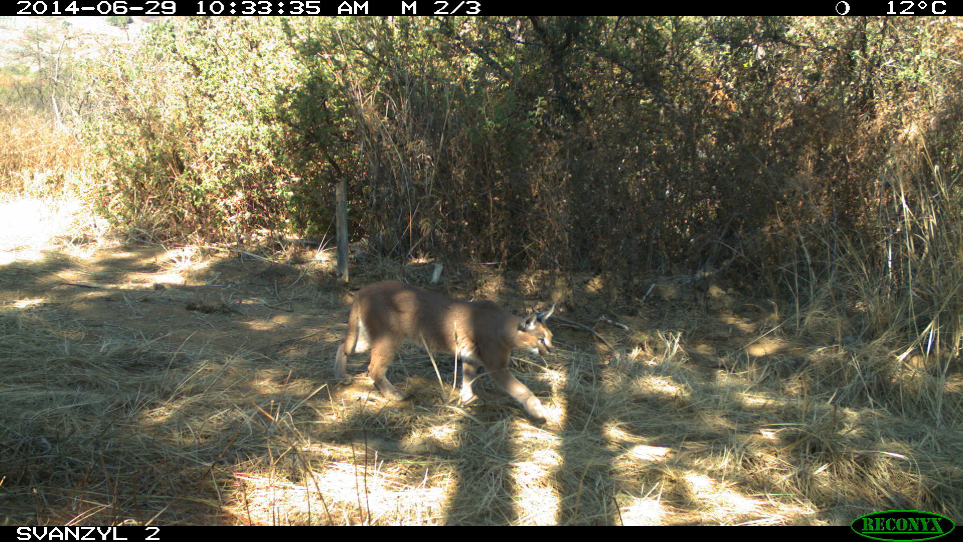 Image of Caracals