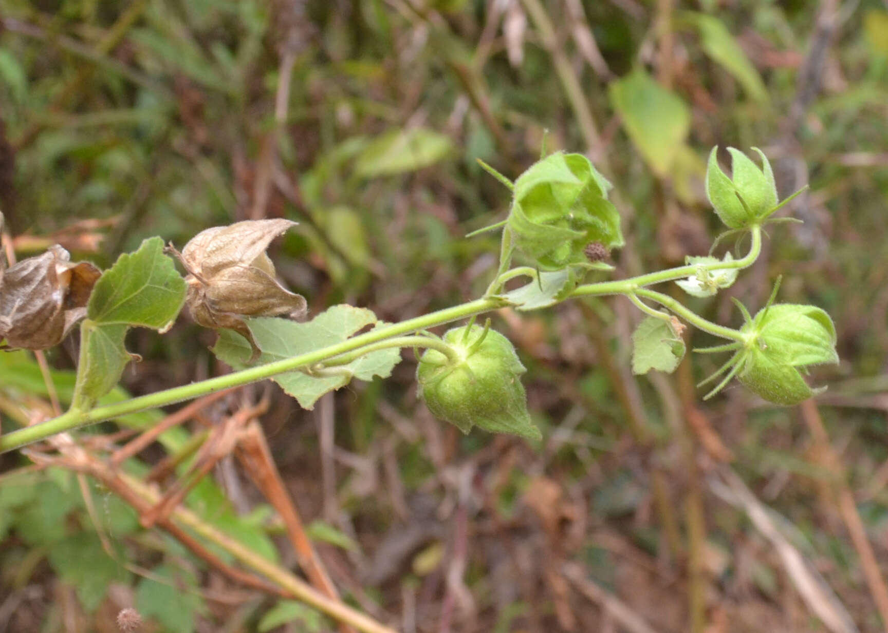 Hibiscus vitifolius L.的圖片