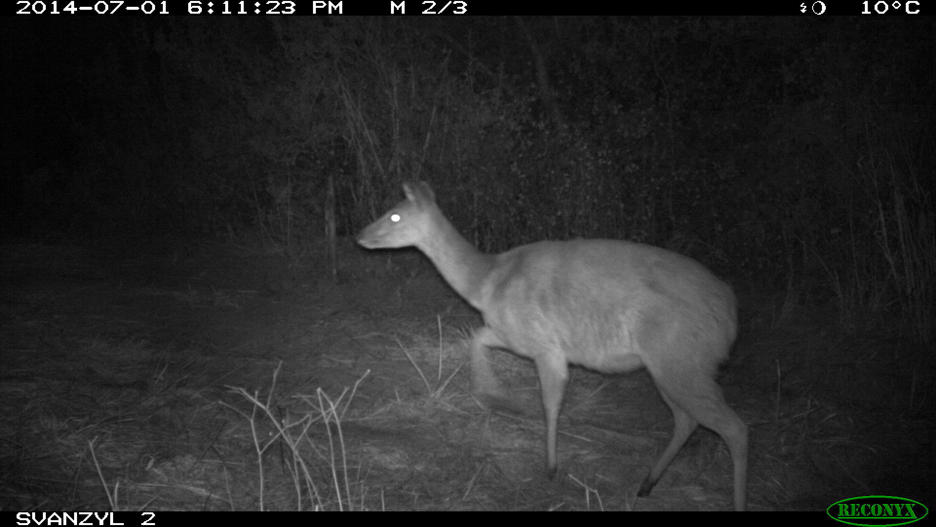 Image of Bushbuck