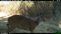 Image of Bushbuck