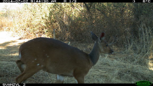 Image of Bushbuck