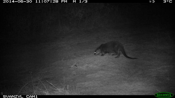 Image of African Clawless Otter