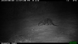 Image of African Clawless Otter