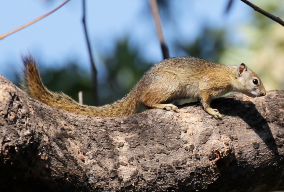 Paraxerus cepapi (A. Smith 1836)的圖片