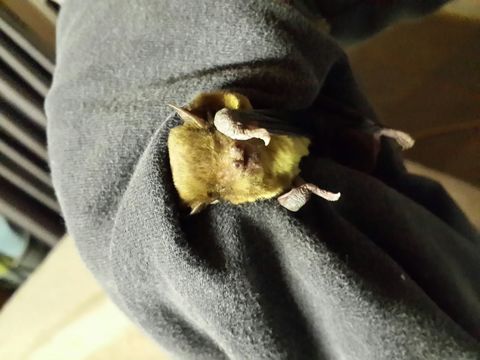 Image of African Yellow Bat