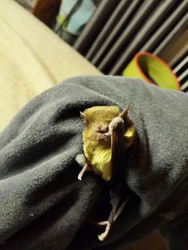 Image of African Yellow Bat