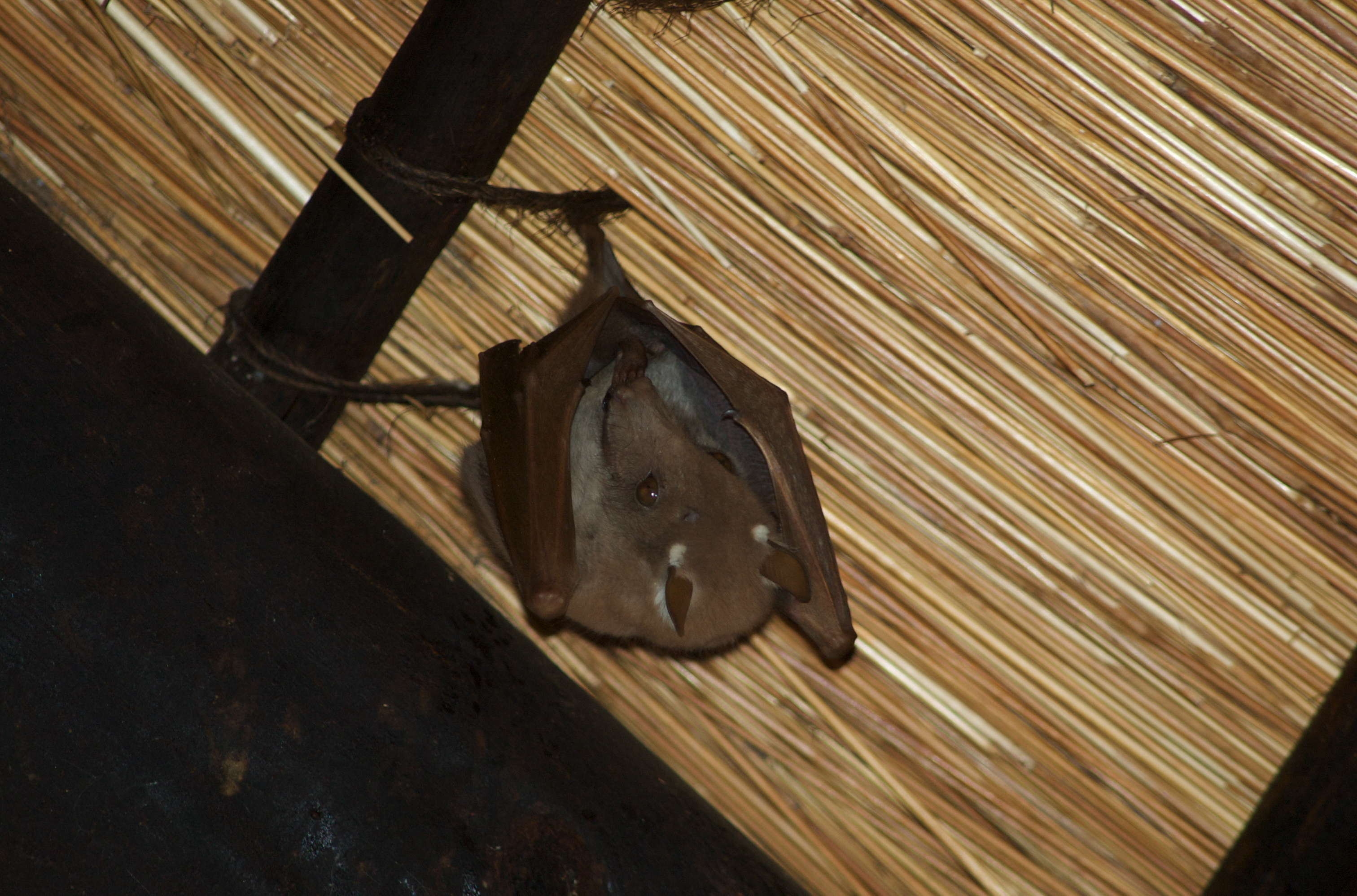 Image of Epauletted Fruit Bats