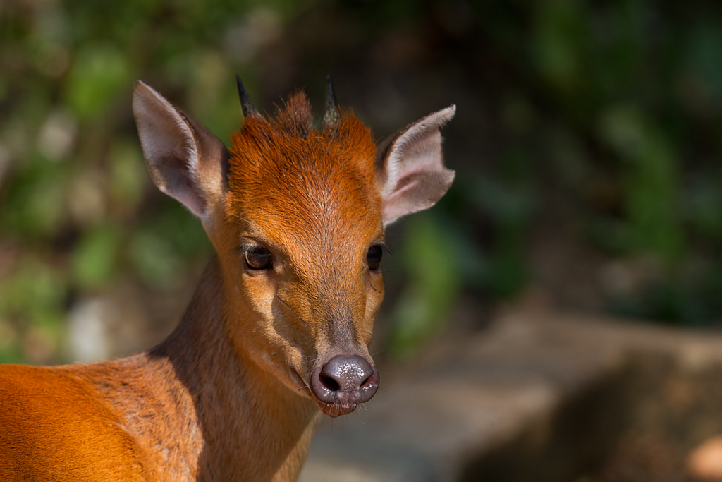 Image of Natal Duiker