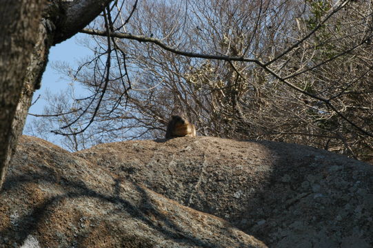 Image of Rock Hyrax