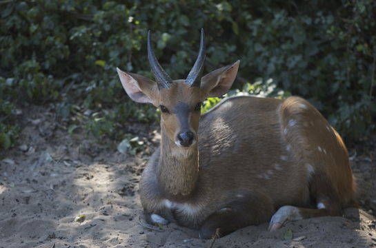 Image of Bushbuck