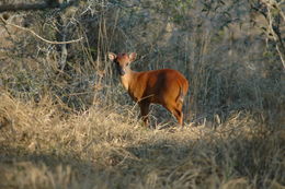 Image of Natal Duiker