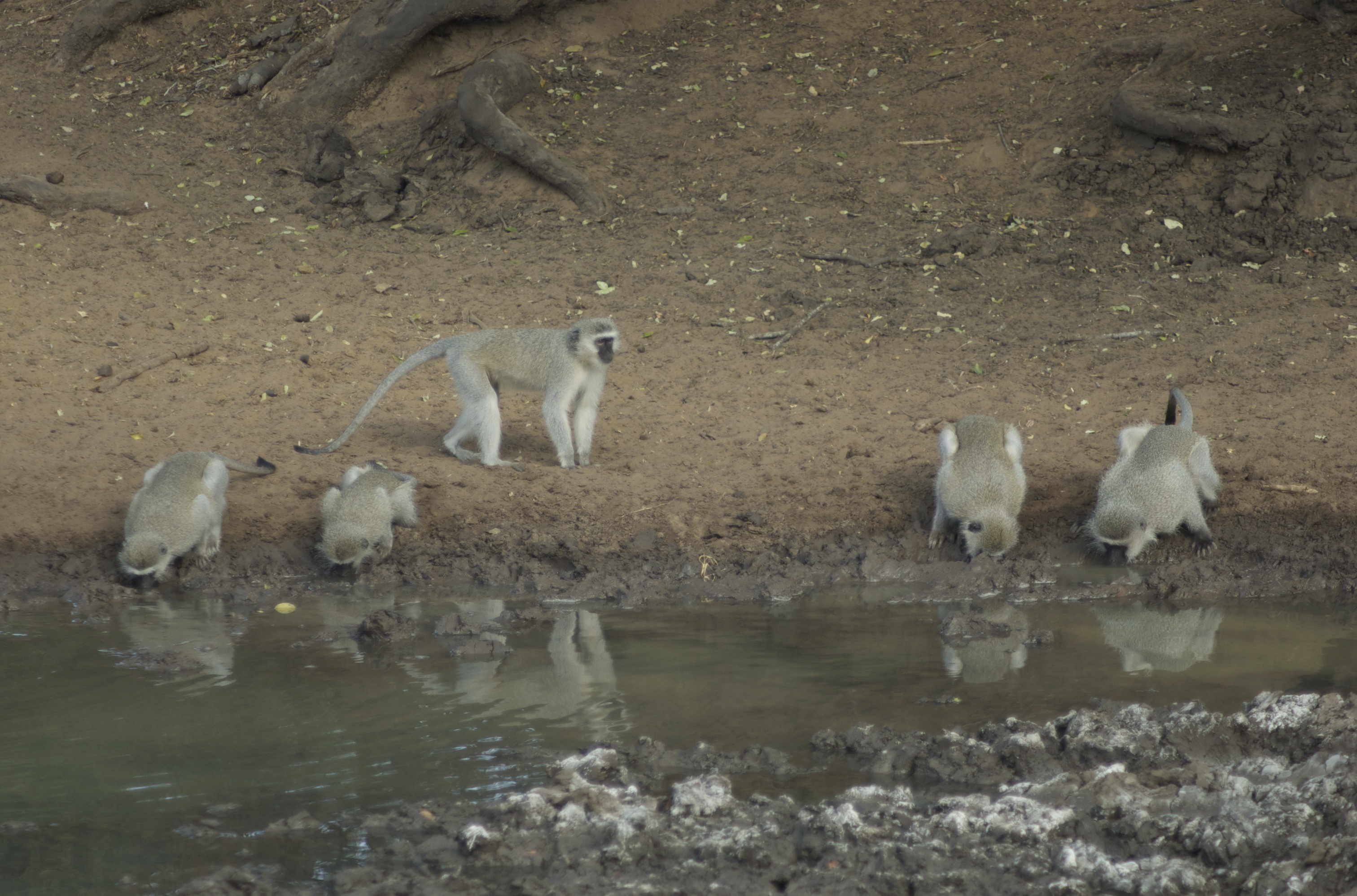 Image of Vervet Monkey