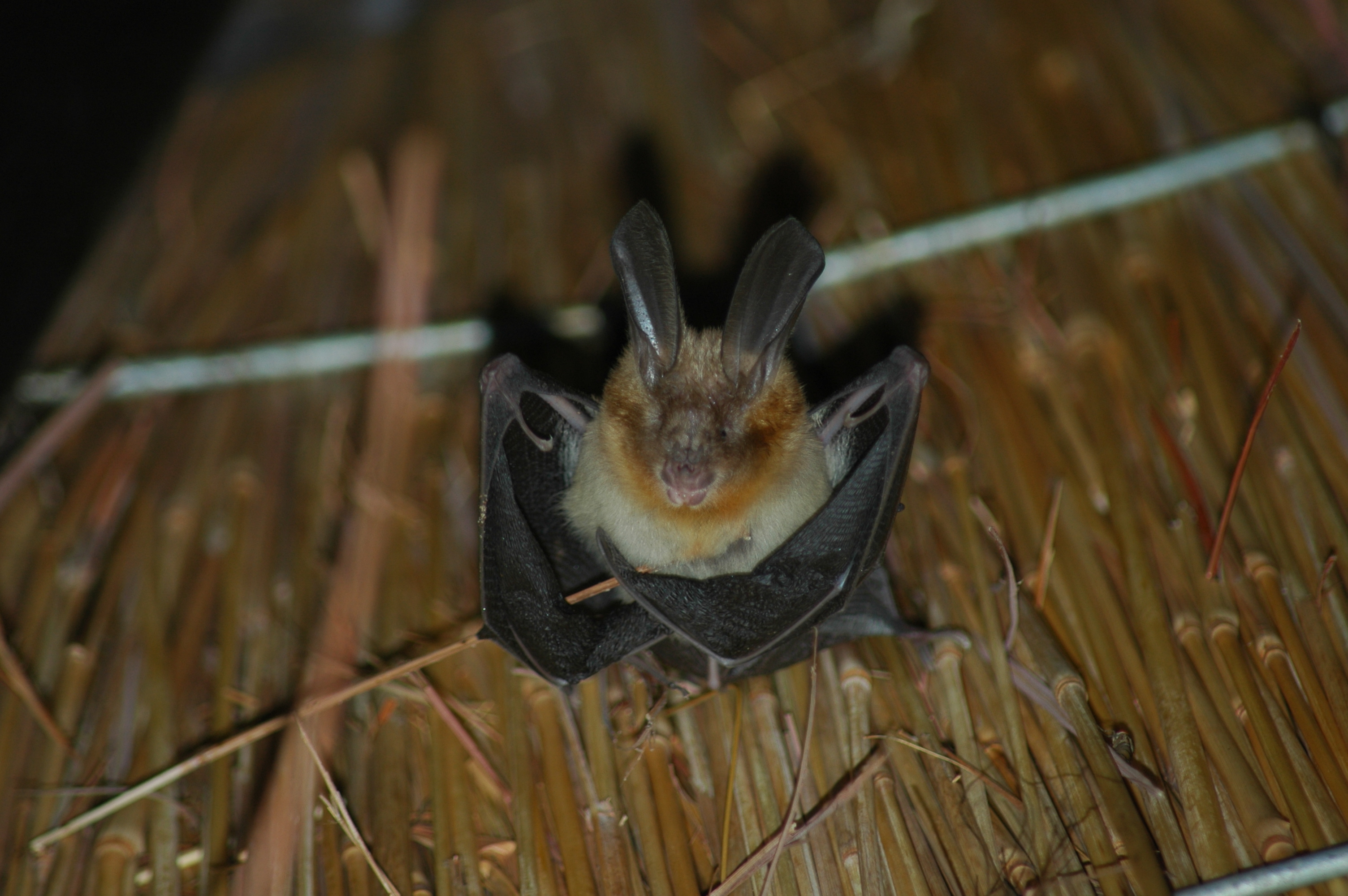 Image of Cape Long-eared Bat