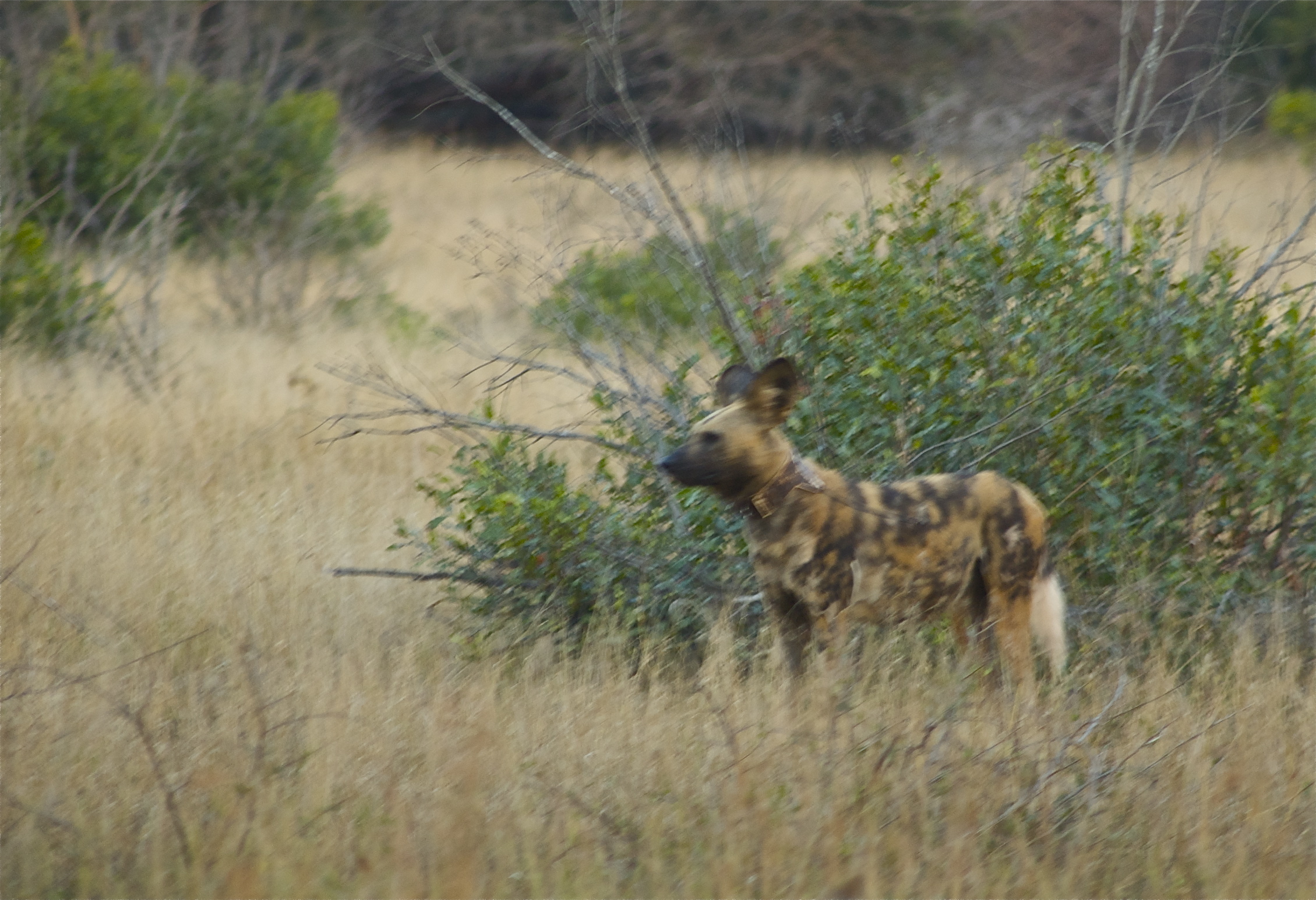 Image of African Hunting Dog