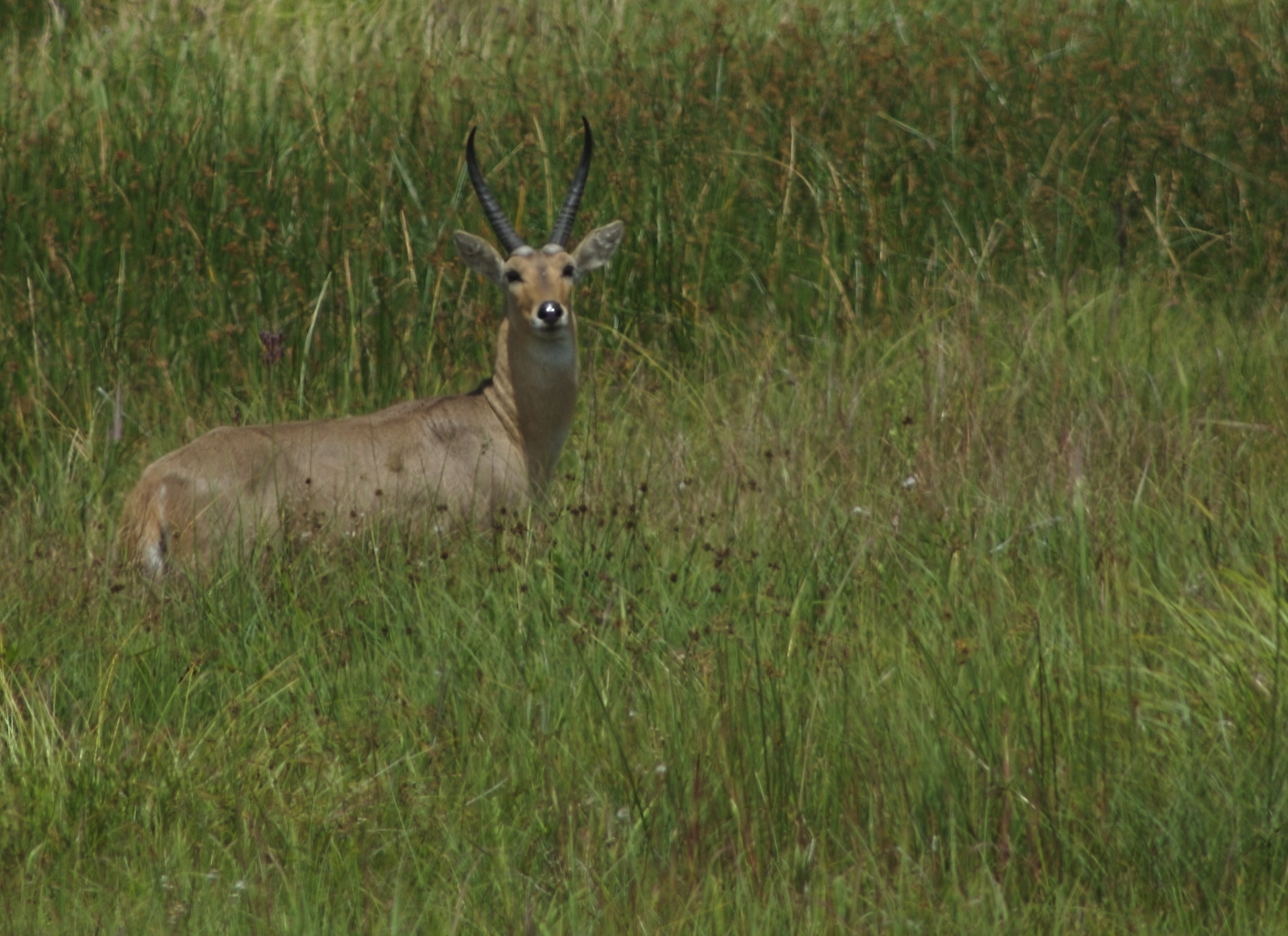 Image of Southern Reedbuck