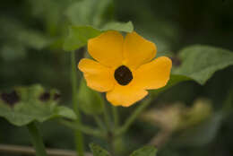 Image of blackeyed Susan vine