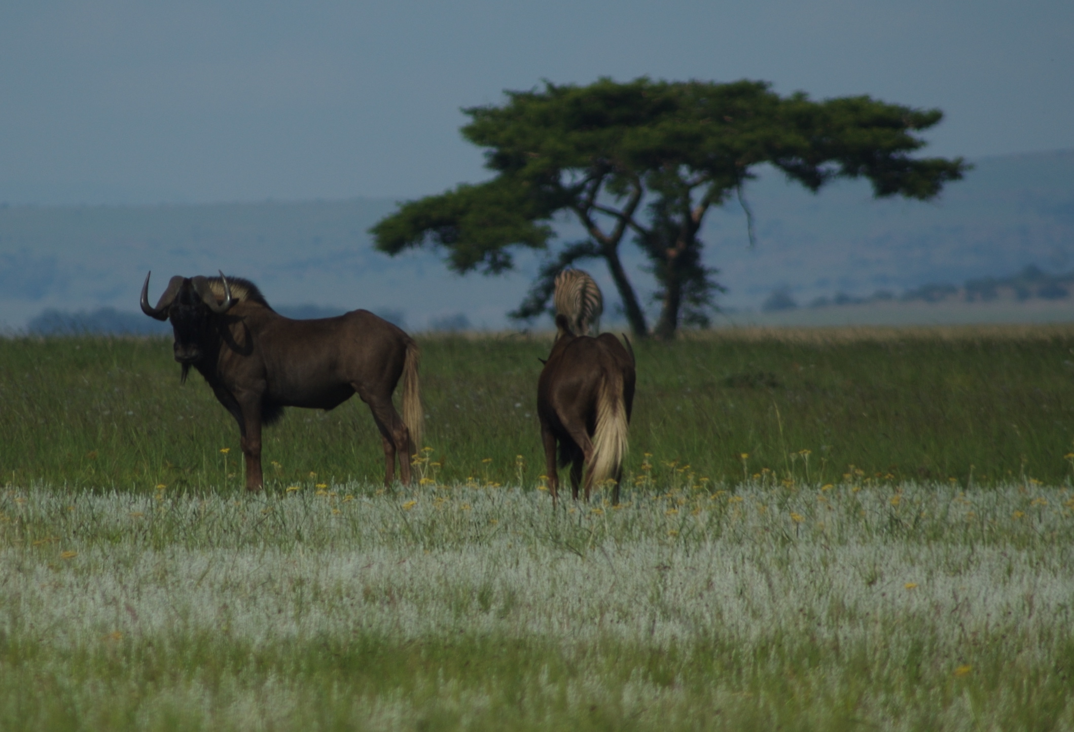 Image of Black Wildebeest