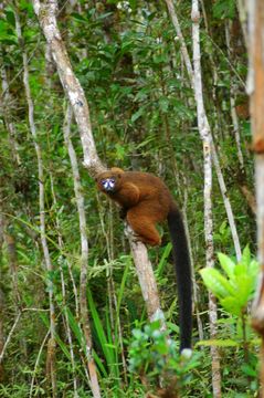 Image of Red-bellied Lemur