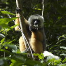 Слика од Propithecus diadema Bennett 1832