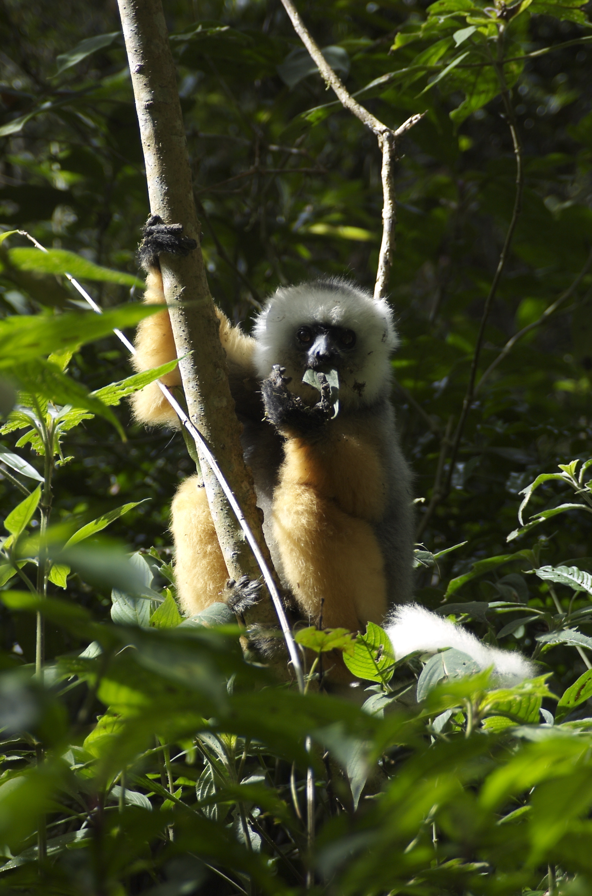 Image of Diadem Sifaka