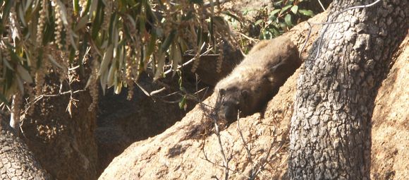 Image of Rock Hyrax