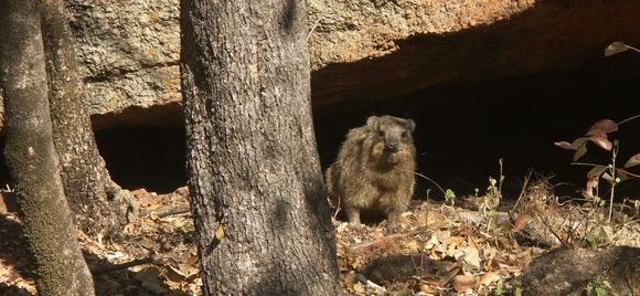 Image of Rock Hyrax