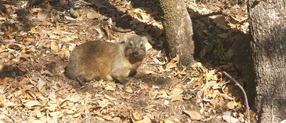 Image of Rock Hyrax