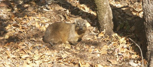 Image of Rock Hyrax