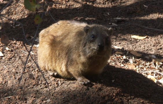 Image of Rock Hyrax