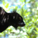 Image of Black Lemur