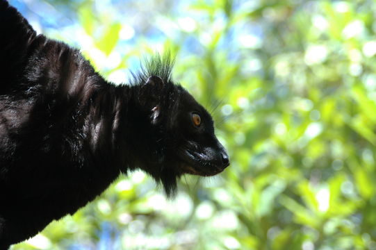 Image of Black Lemur