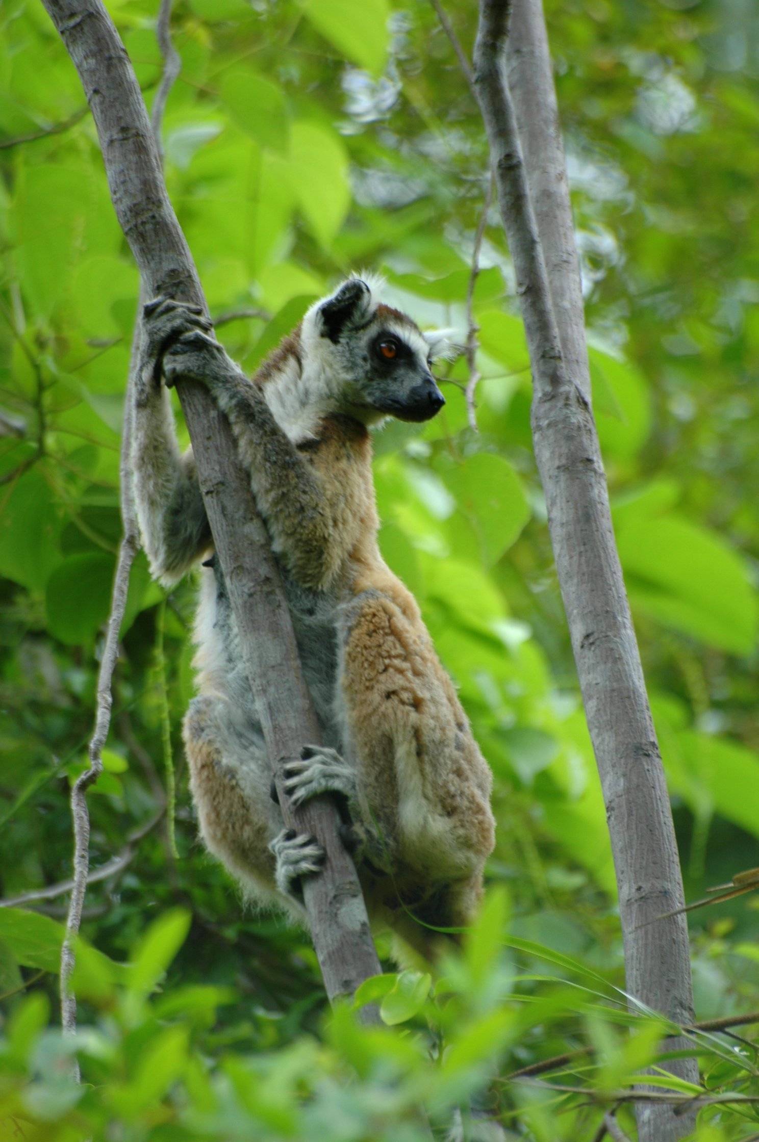 Image of Lemur Linnaeus 1758