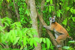 Image of Lemur Linnaeus 1758