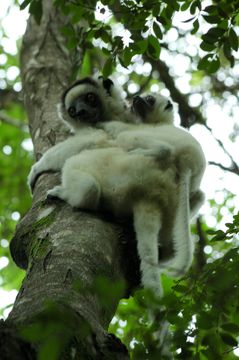 Image of Verreaux's Sifaka