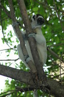 Image of Verreaux's Sifaka