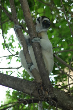 Image of Verreaux's Sifaka