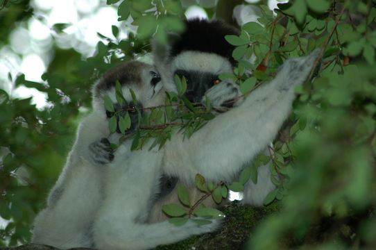 Image of Verreaux's Sifaka