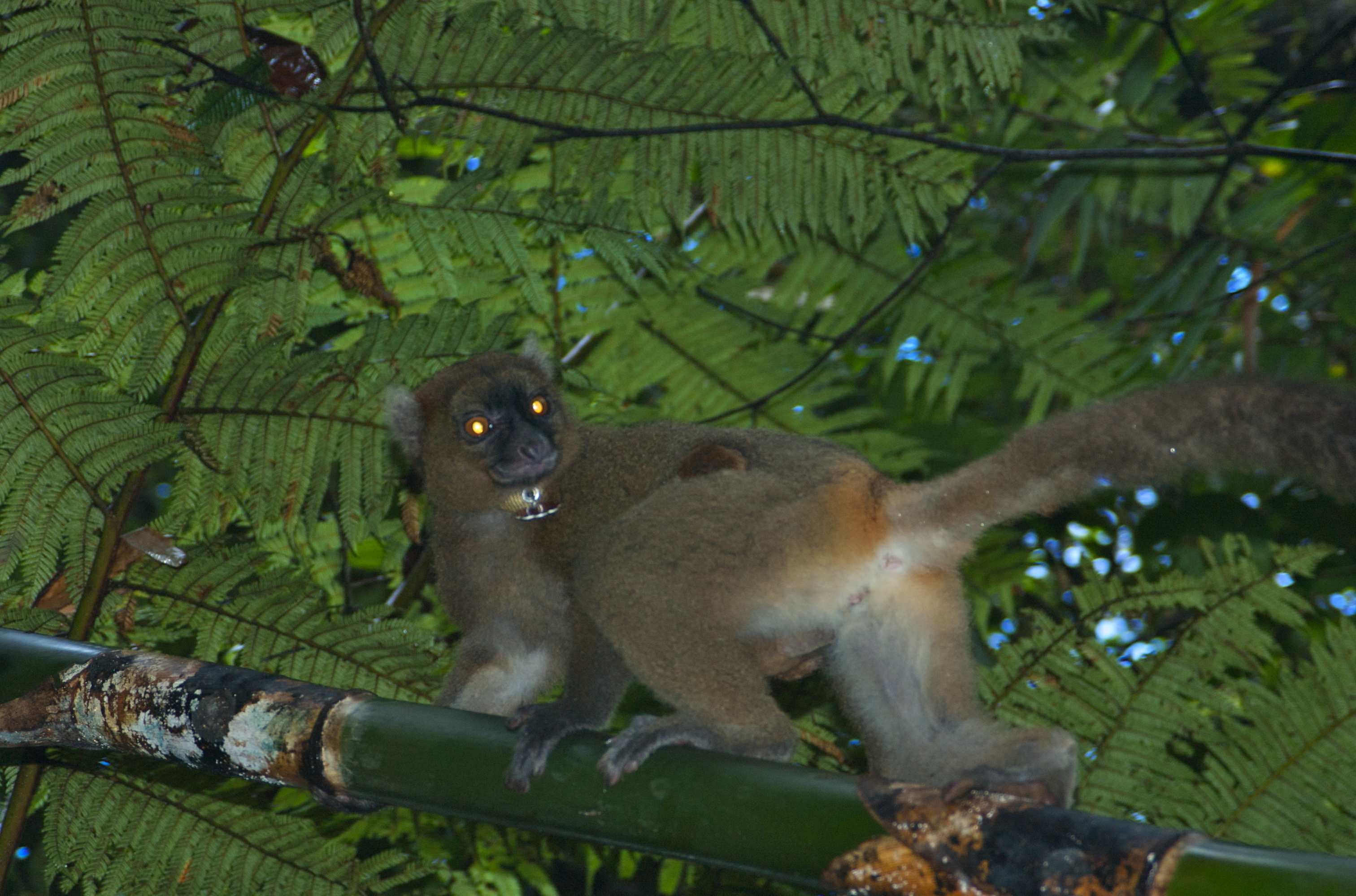 Image of Prolemur Gray 1870