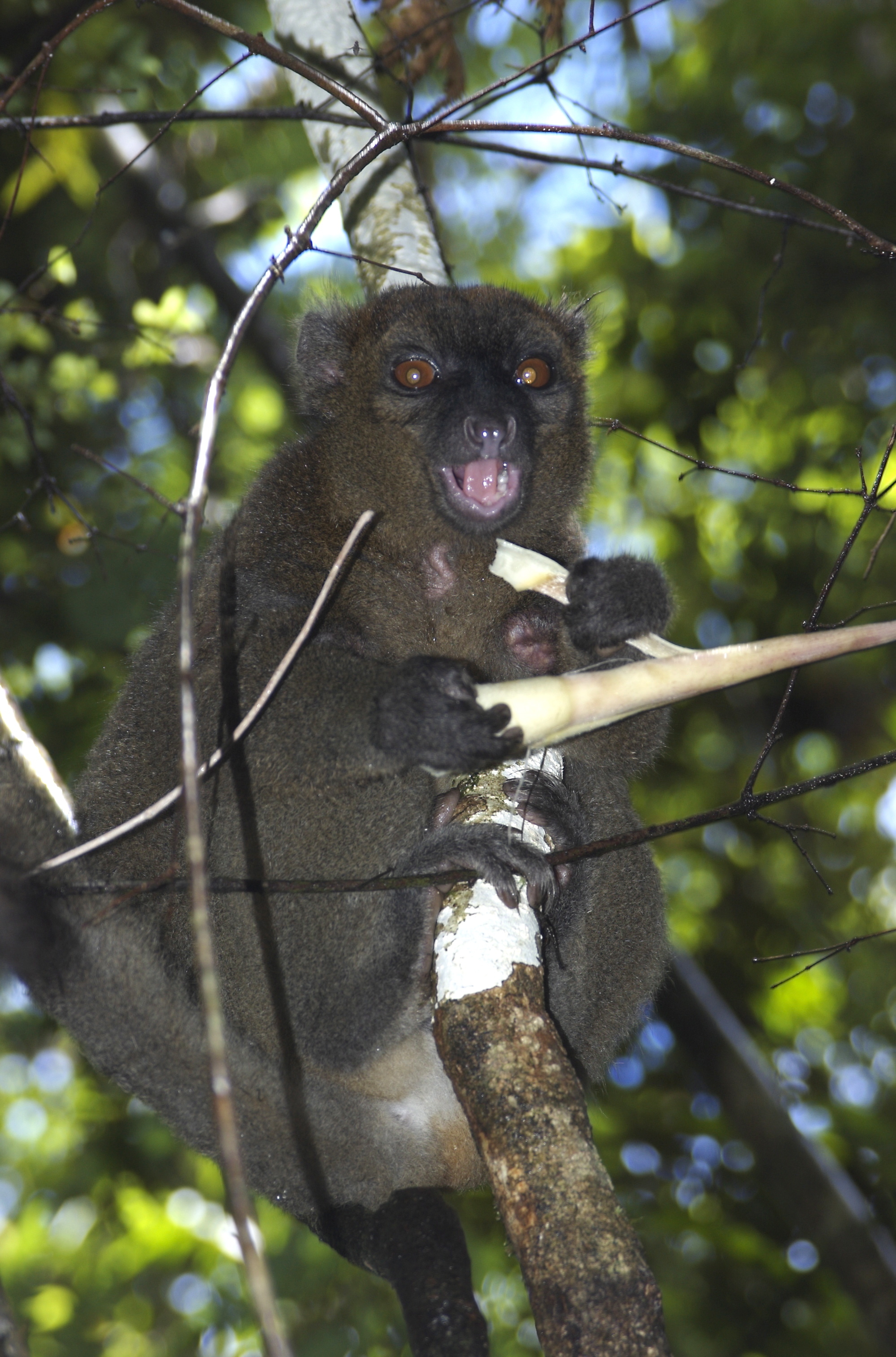 Image of Prolemur Gray 1870