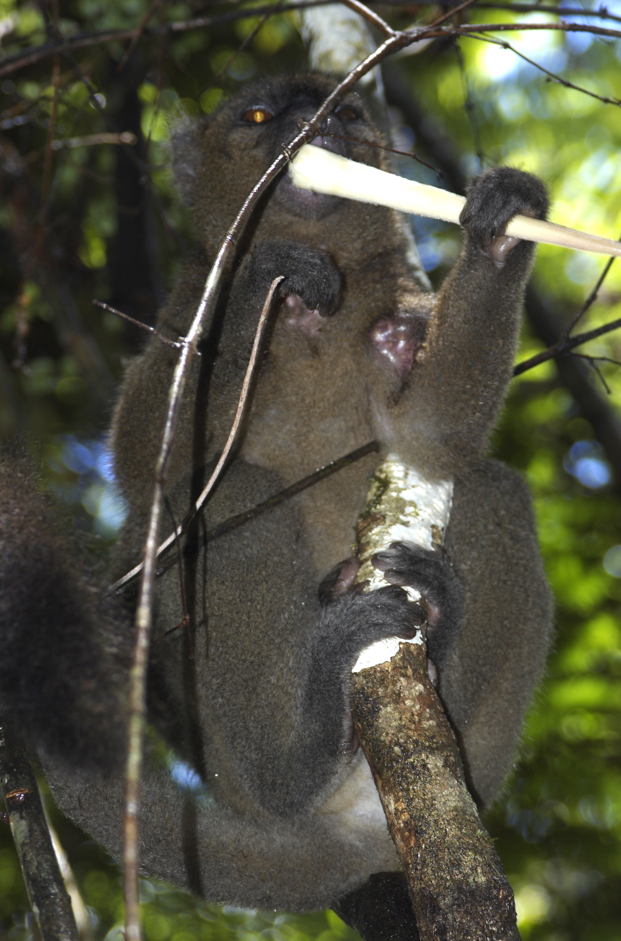 Image of Prolemur Gray 1870