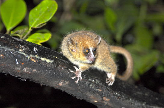 Image of Mouse Lemurs