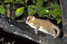 Image of Mouse Lemurs