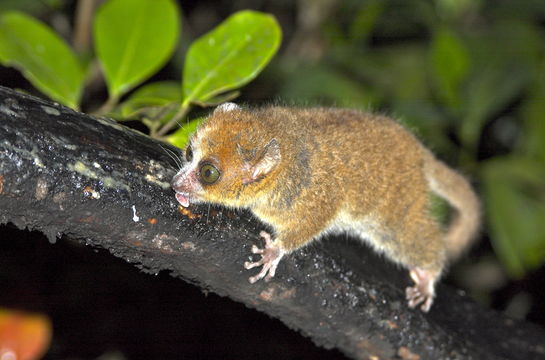 Image of Brown Mouse Lemur