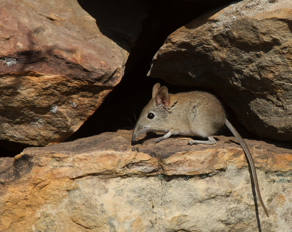 Image of Elephant Shrews