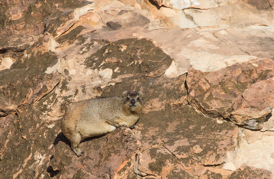 Image of Rock Hyrax