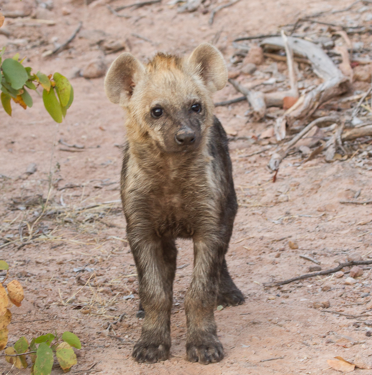 Image of Spotted Hyaenas