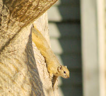 Paraxerus cepapi (A. Smith 1836)的圖片