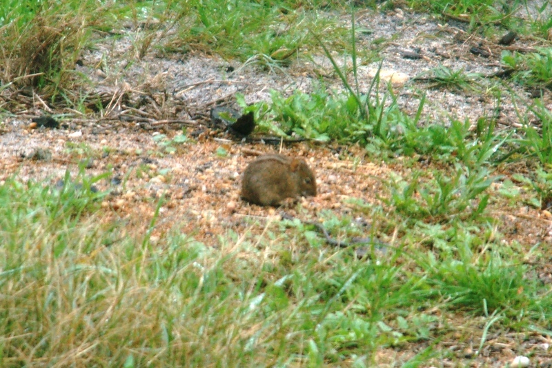 Image of Four-striped Grass Mouse